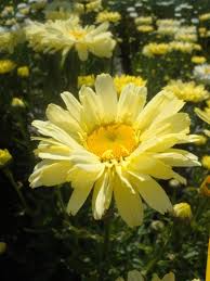 Image result for Leucanthemum