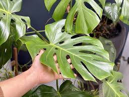 Pin On Green Thumbs