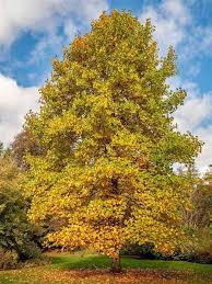 Image result for Liriodendron