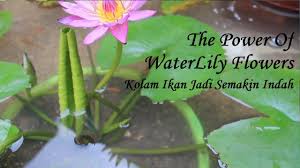 Ia tumbuh secara alami di daerah perairan, seperti, rawa, danau ataupun sungai yang tidak begitu dalam dan memiliki aliran air yang tenang serta. Gambar Bunga Teratai Di Kolam