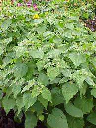 Image result for Physalis peruviana