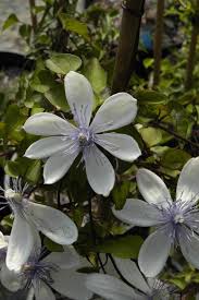 Maybe you would like to learn more about one of these? Clematis American Public Gardens Association