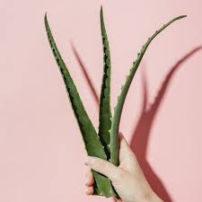 1 'you can't park here.' 3 could you possibly tell me where the toilet is? The Benefits Of Using Aloe Vera For Hair