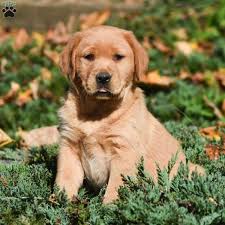 Since they are a sporting breed, they require daily exercise. Golden Labrador Puppies For Sale Greenfield Puppies