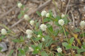 Image result for Gomphrena celosioides