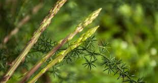 Fresh raw green samphire samphire coastal vegetable over black background. Hunting For Wild Asparagus Affordable Mallorca
