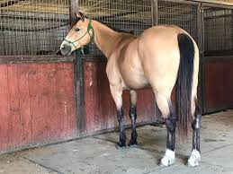 Silver buckskin this horse is a buckskin with a full body clip, making the coat appear a lighter color. Beautiful Gentle Buckskin Gelding Horseclicks