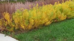 Check spelling or type a new query. Amsonia Plant Profile Youtube