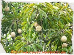 Rasa buah bambangan sabah ll moment sabah 14подробнее. Buah Bambangan Jurnalmaya Cikmook