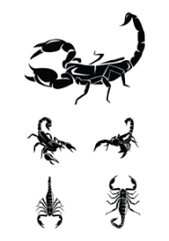Our team is friendly, experienced, and knowledgeable. Jiminey Kricket Pest Control Offering Solutions For A Pest Free Home 602 230 2043