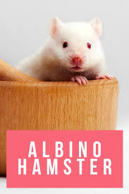 Dwarf hamsters may be a bit calmer. Albino Hamster Unexpected Information About White Hamsters
