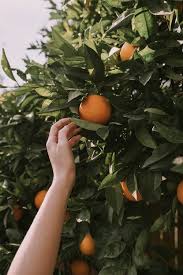 Fruit Picking Jobs In Australia Fruit Picking Fruit Picking Jobs Fruit Picking Australia