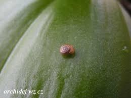 Image result for puklice na orchideích obrázek