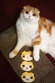 scottish fold cookies cat scottish fold scottish fold cat kittens funny cute cats