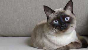 The cost varies significantly depending on the siamese cats color, breeding, and age, demand adopting a siamese cat from a shelter can greatly reduce the costs. 29 Fun Facts You Didn T Know About Siamese Cats