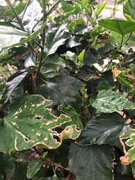 We did not find results for: Ask A Question Forum Hibiscus Plant Turning Brown Garden Org