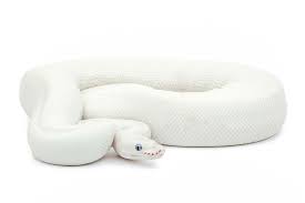 Blue Eyed Leucistic Super Lesser Ball Python Ball Python Morphs Travel Pillow