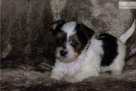 Biewer Yorkshire Terrier Yorkie Puppy For Sale Yorkshire Terrier Yorkie Puppy