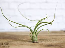 Check spelling or type a new query. Psuedobaileyi Air Plant Air Plants Unusual Plants Bulbous Plants