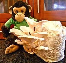100th Monkey Spore With Mushroom Kit Stuffed Mushrooms Mushroom Kits Oyster Diy