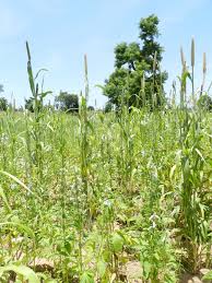 Image result for Cenchrus americanus