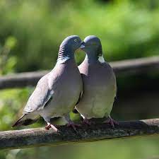 Check spelling or type a new query. Wallpaper World 4k Hd Backgrounds On Twitter Checkout Beautiful 4k Hd Mobile Wallpapers Collection In Wallpaper World By Pixabro Pigeon Love Kiss Hdwallpaper Hdbackgrounds Image Source Https T Co Dsalxbfgdr By Aitoff Https T Co Qqklmvbfgi