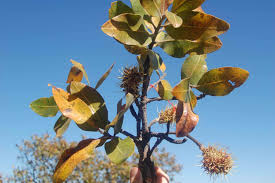 Image result for Faurea rochetiana