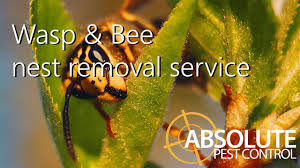With over 20 years of experience providing safe, effective, and affordable pest control and wildlife control services to upstate ny, opc pest control is your total. Absolute Pest Control Home Facebook