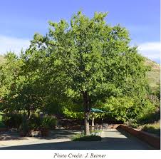 Image result for Ulmus parvifolia