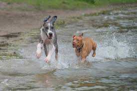 We did not find results for: Great Dane Pitbull Mix Great Danebull Characteristics Health Info