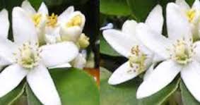 We did not find results for: Orange Blossom Meaning In Hindi Spanish Tamil Telugu Malayalam Urdu Kannada Name Gujarati In Marathi Indian Name Marathi Tamil English Other Names Called As Translation Pocket News Alert