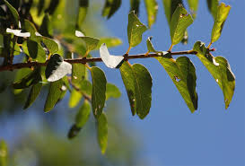 Image result for Berchemia zeyheri