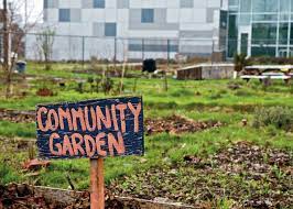 How To Develop A Community Garden Community Gardening School Garden Garden Projects
