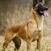 The groenendael, the laekenois, the tervuren, or the malinois. 1