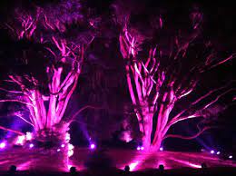 Pink Lights Illumination Mortonarboretum Mylisle Morton Arboretum Tree Lighting Illuminations