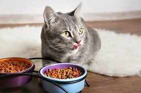 What makes this a good homemade cat treat recipe for a sensitive stomach? Best Cat Foods In 2021 As Reviewed By Australian Consumers Productreview Com Au