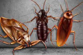 Bugs That Look Like Roaches But Aren T Cockroach Facts