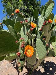 Image result for Opuntia