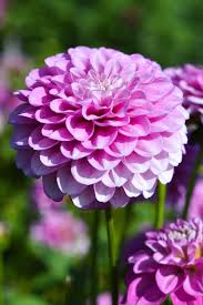 Image result for Stolzia williamsonii