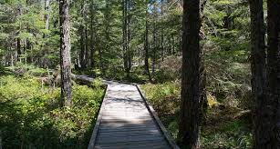 The cowlitz valley ranger district is roughly located among three volcanic peaks: Gifford Pinchot National Forest Mount St Helens Area