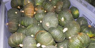Particolarmente famosi sono i tortelli alla mantovana, ripieni appunto dell'omonima varietà di zucca. Zucche Azienda Agricola Longhi