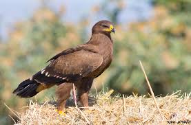 Lesser Spotted Eagle Wikipedia Captive breeding facility for conservation.