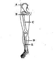 Hips, a foundation for the lower limb. The Figure Is Showing Part Of Right Pelvic Girdle And Lower Limb Bones Identify The Parts Labelled As A To E And Select The Correct Option