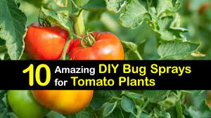 10 Amazing Diy Bug Sprays For Tomato Plants