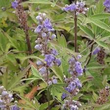 Image result for Vitex patula