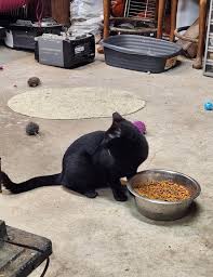 On November 30, I drove to Morton with mom, Jasmine, and her two kittens.  As you can see from their right ear tips, all are girls. I perused the  accommodations that were