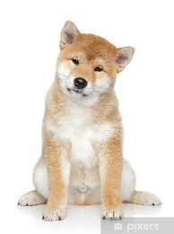 Shiba inu, florida » halndle bch. Shiba Inu Puppy Portrait On White Background Sticker Pixers We Live To Change