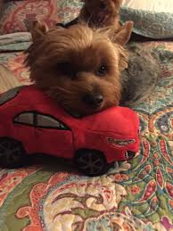 Get info on pet adoption league. 1 Cochran Holding Food Drive For Subaru Loves Pets Campaign 1 Cochran