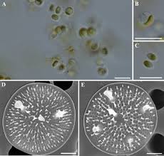 Image result for Entada bacillaris