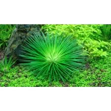Image result for Eriocaulon schimperi